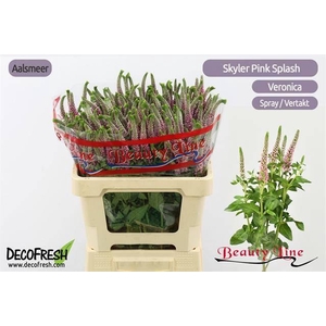 Veron L Skyler Pink vertakt