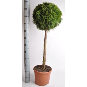 Thuja oc. Smaragd, stam 60 cm 7.5 liter deco