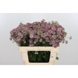 Astrantia Rosa Lee
