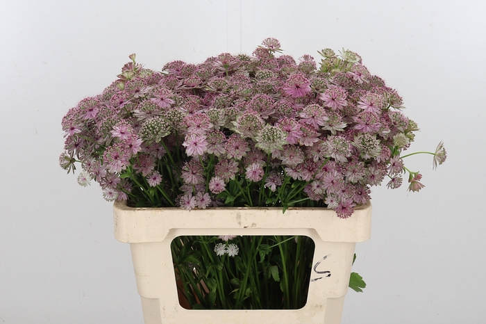<h4>Astrantia Rosa Lee</h4>