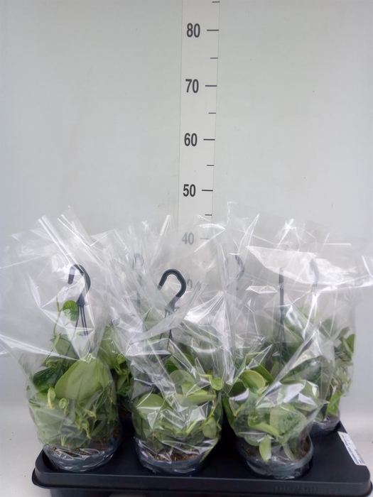 <h4>Scindapsus pictus 'Silvery Ann'</h4>