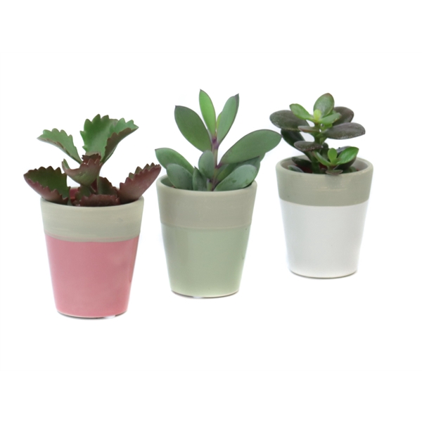 <h4>Succulent 5,5 cm in Bornholm keramiek</h4>