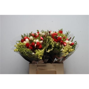 Protea overig