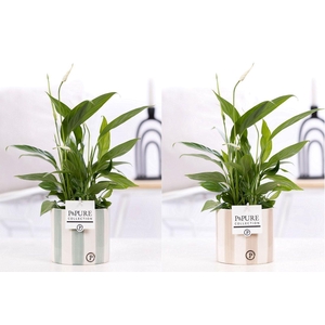 Spathiphyllum Korto in P&PURE Eline 2 ceramics ass. 2