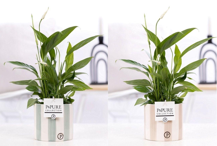 <h4>Spathiphyllum Korto in P&PURE Eline 2 ceramics ass. 2</h4>