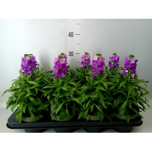 Erysimum  'Leya Purple Glow'