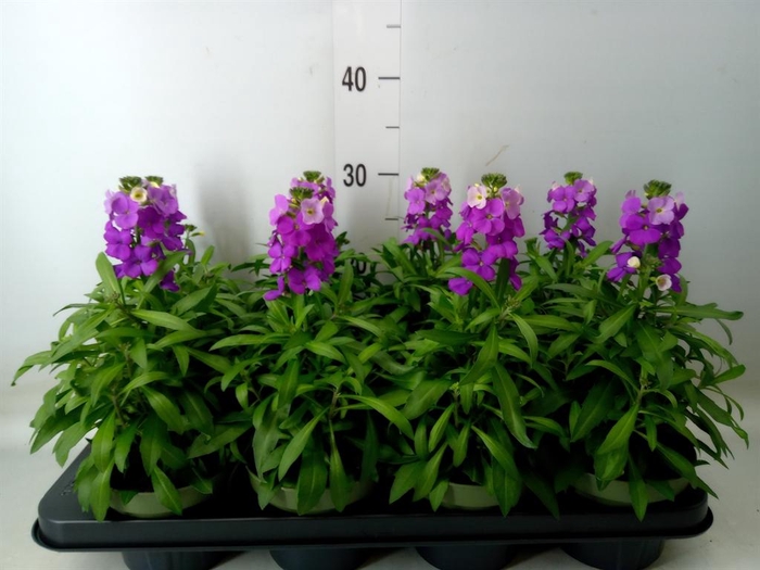 <h4>Erysimum  'Leya Purple Glow'</h4>