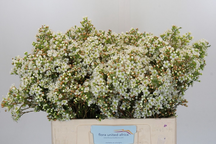 <h4>Chamelaucium Dawn Pearl</h4>