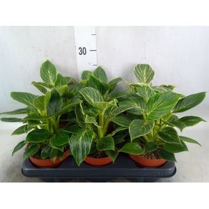 Philodendron   ...