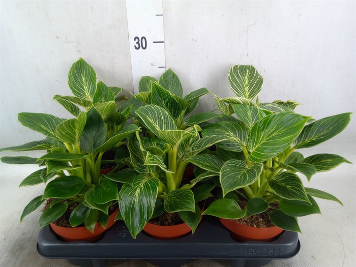 <h4>Philodendron   ...</h4>