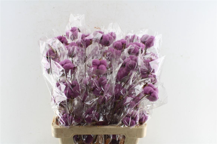 <h4>Katoen Purple</h4>