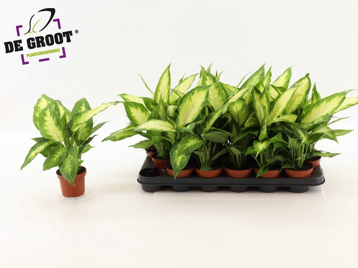 <h4>DIEFF CAMILLA</h4>