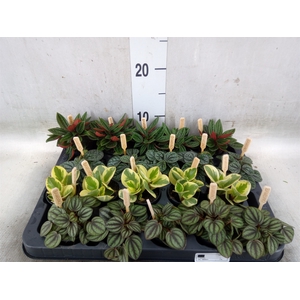 Peperomia   ...mix