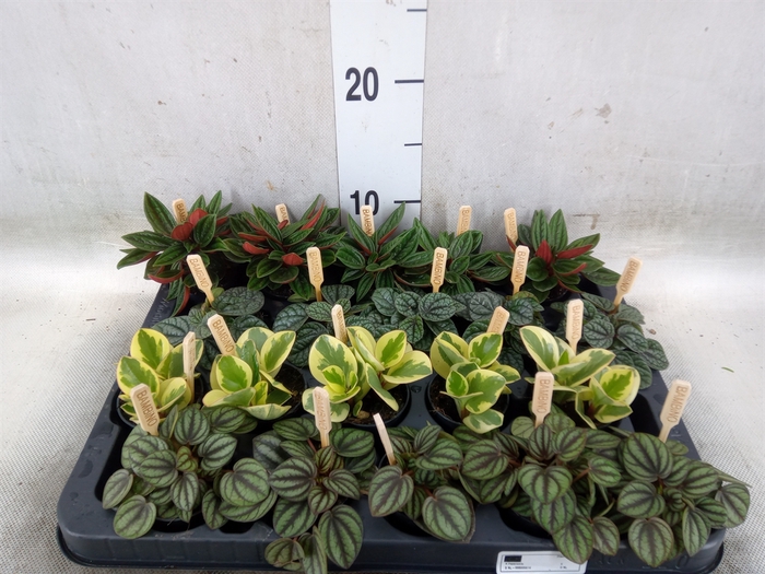 <h4>Peperomia   ...mix</h4>