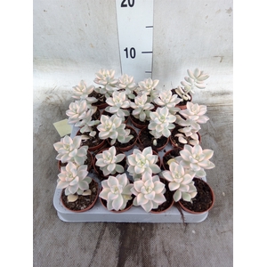 Echeveria   ...