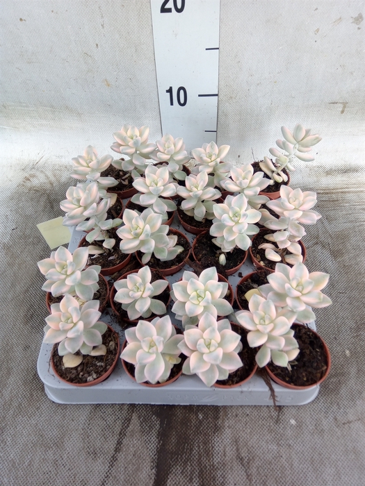 <h4>Echeveria   ...</h4>