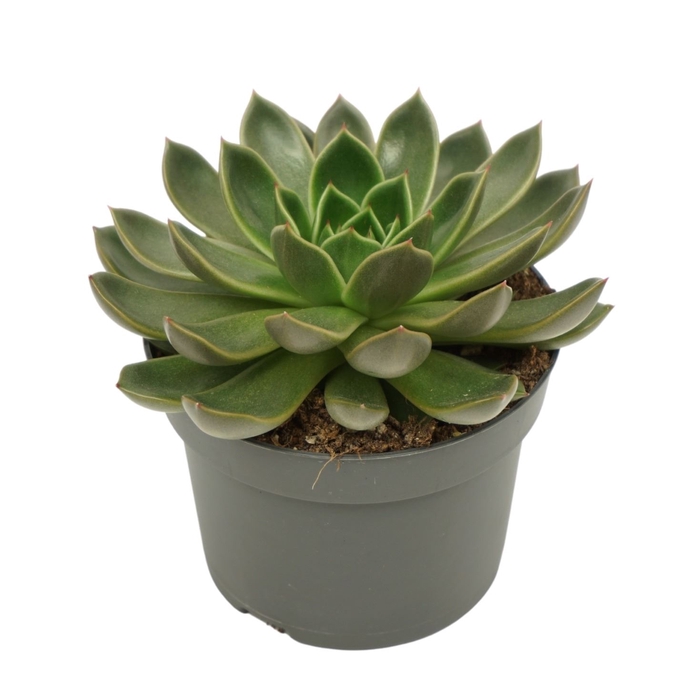 <h4>Echeveria</h4>