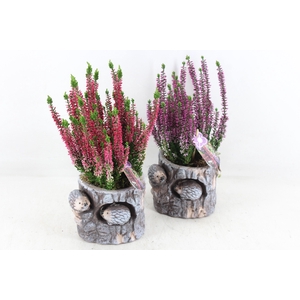 arr4 Outdoor PL - Boomstronk egel Calluna