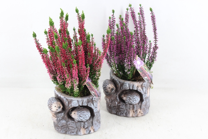<h4>arr4 Outdoor PL - Boomstronk egel Calluna</h4>
