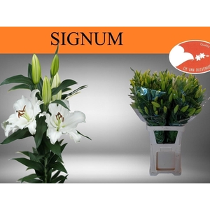 LI OR SIGNUM