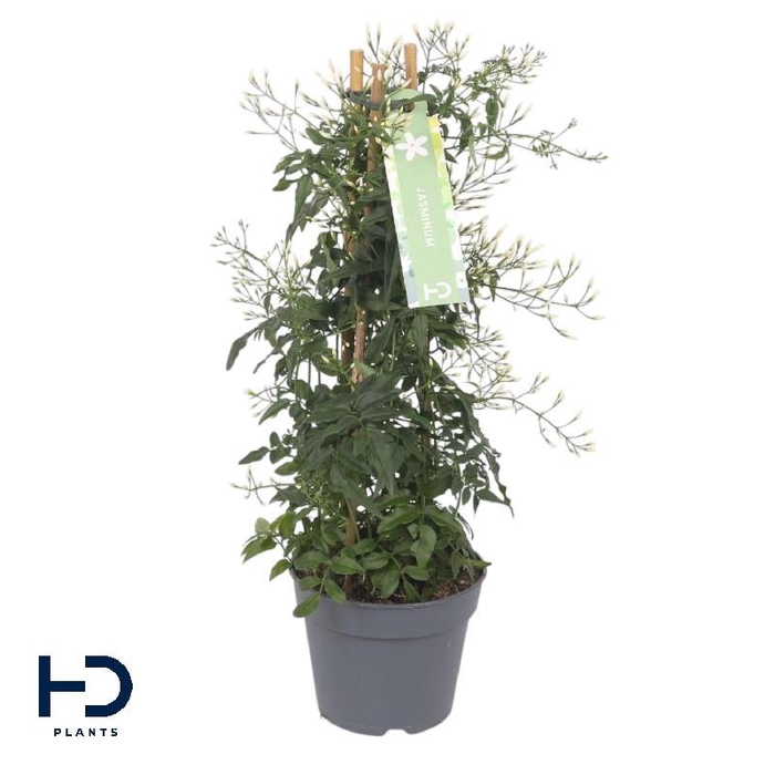 <h4>Jasminum Polyanthum pyramide 200+</h4>