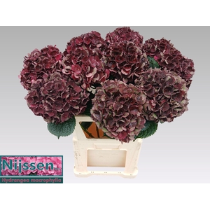HYDR M MAG D RUBY CL