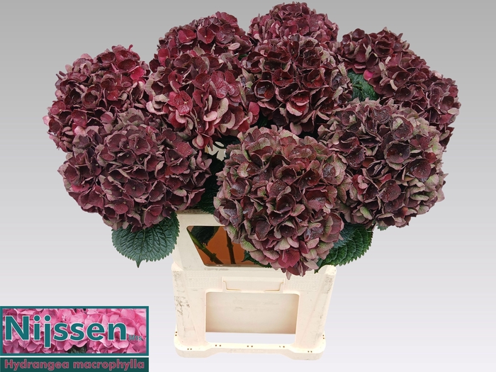 <h4>HYDR M MAG D RUBY CL</h4>