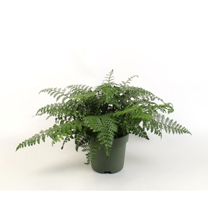 Asplenium Parvati