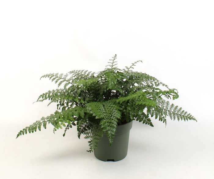 <h4>Asplenium Parvati</h4>
