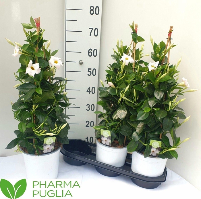 <h4>MANDE RIO WHITE</h4>