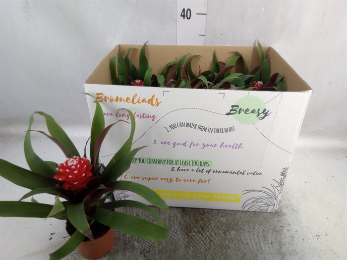 <h4>Guzmania  'Priscilla'</h4>