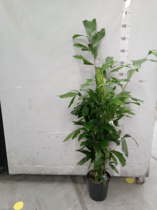 <h4>Caryota mitis</h4>