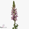 Antirrhinum potomac lavender