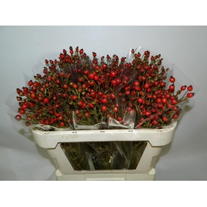 ROSA CLASS FRUITILIA