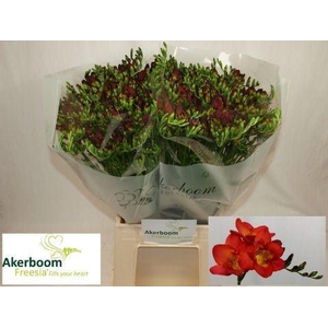 Freesia enk Fireball