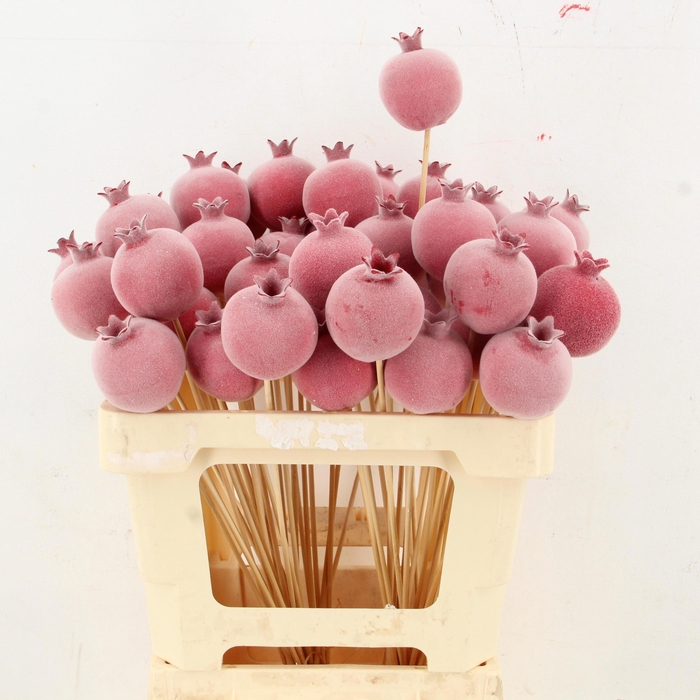 <h4>HUIS EN TUINDECO H%</h4>