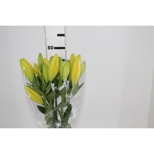 LIRIO LA KINGSVILLE 070 CM HT 3/4 FLS AMARELO