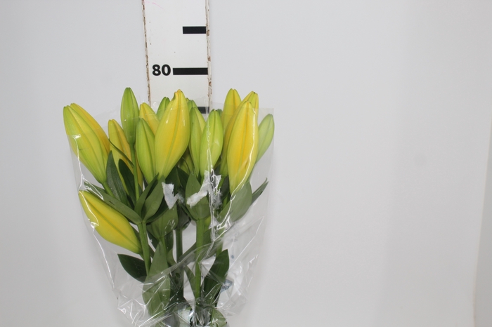 <h4>LIRIO LA KINGSVILLE 070 CM HT 3/4 FLS AMARELO</h4>