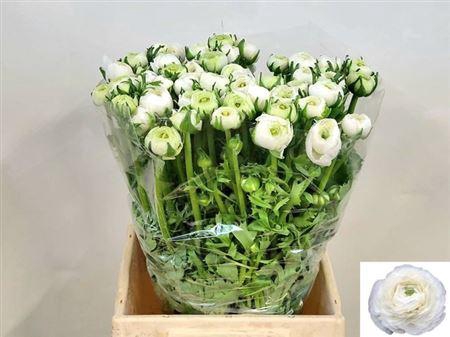 <h4>Ran El White</h4>