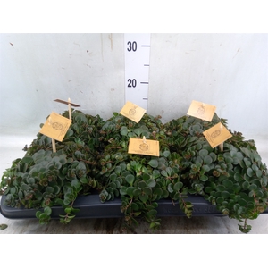 Sedum makinoi 'Kosmosje'