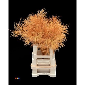 Treefern Orange