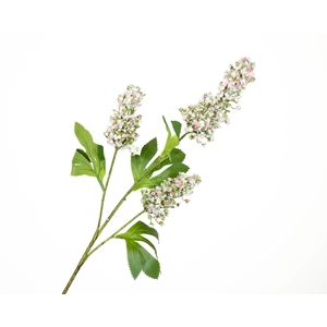 Buddleja Pink Light