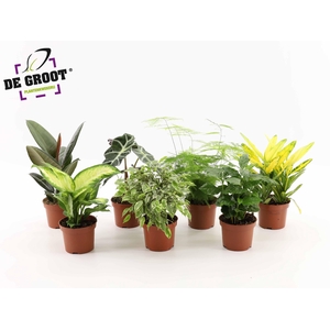 Overig kamerplanten gemengd