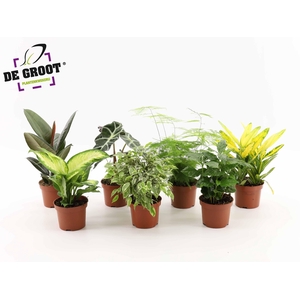 Overig kamerplanten gemengd