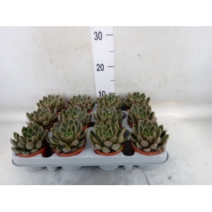 Echeveria   ...not flowering