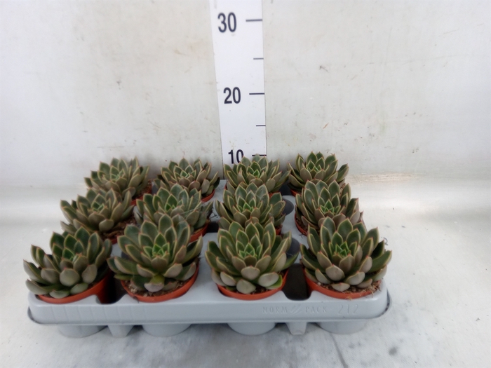 <h4>Echeveria   ...not flowering</h4>