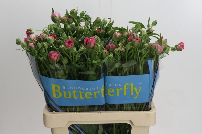 <h4>Ranunculus Butterfly Jupiter</h4>