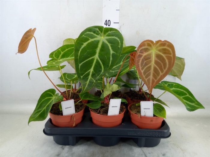 <h4>Anthurium   ...</h4>