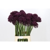 Allium Atropurpureum