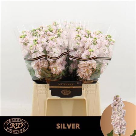 <h4>Matth Stox Silver</h4>